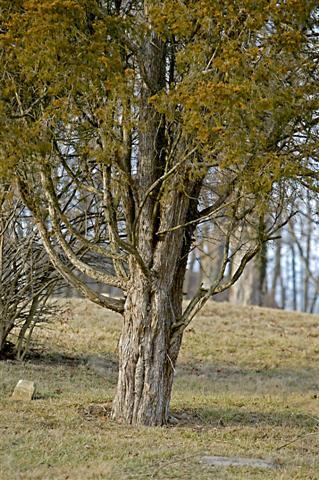 Eastern redcedar tree